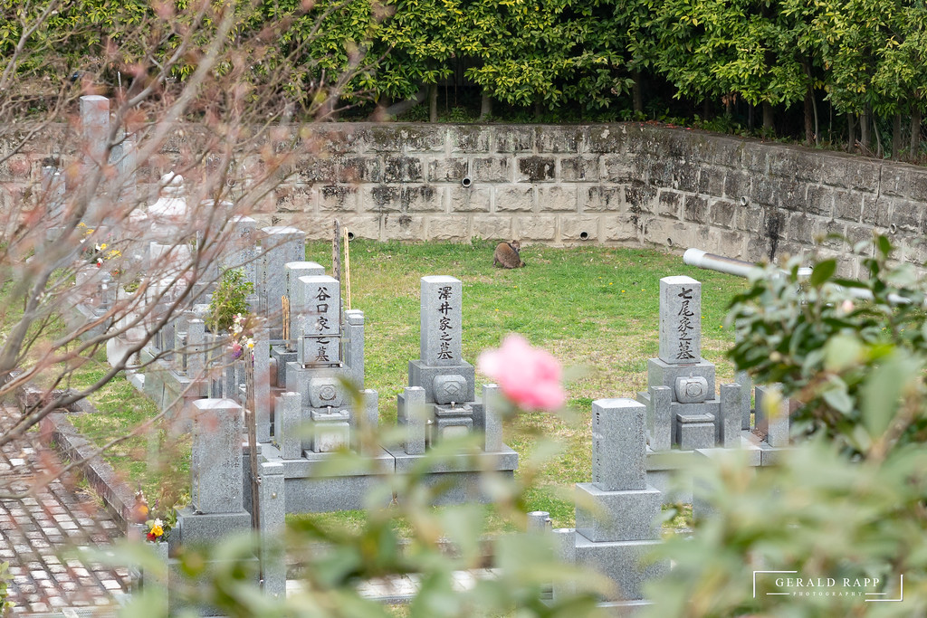 Japanischer Wschbär am Friedhof