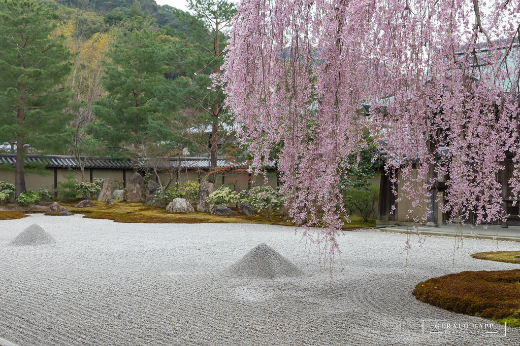 Der weinende Kirschbaum im Zengarten des Kodaiji