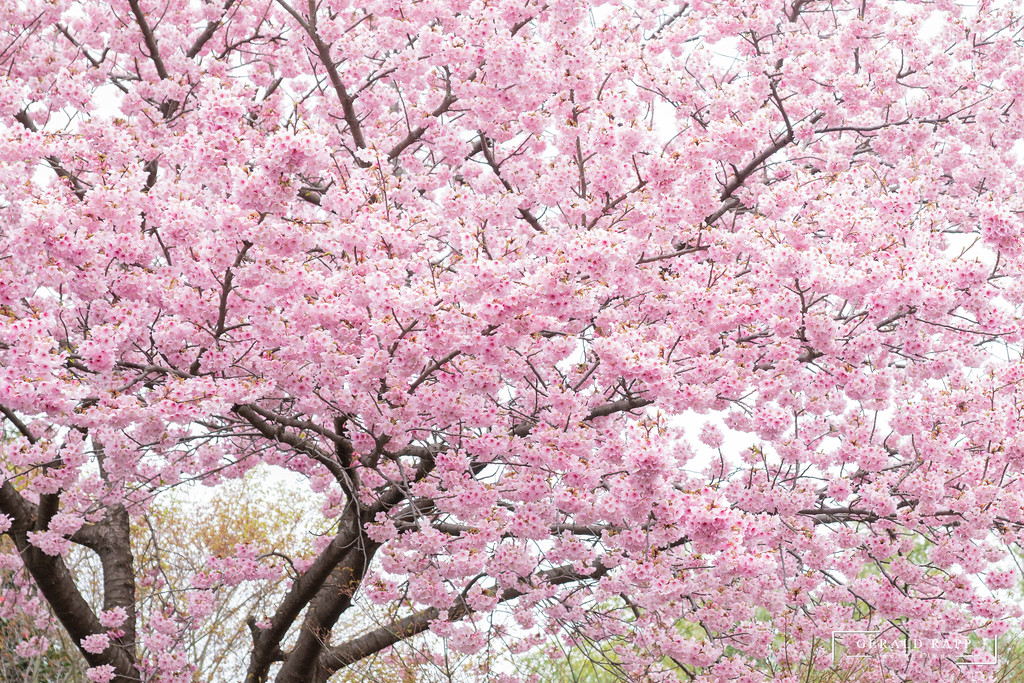 Kirschbaum im Innenbereich des Kodaiji